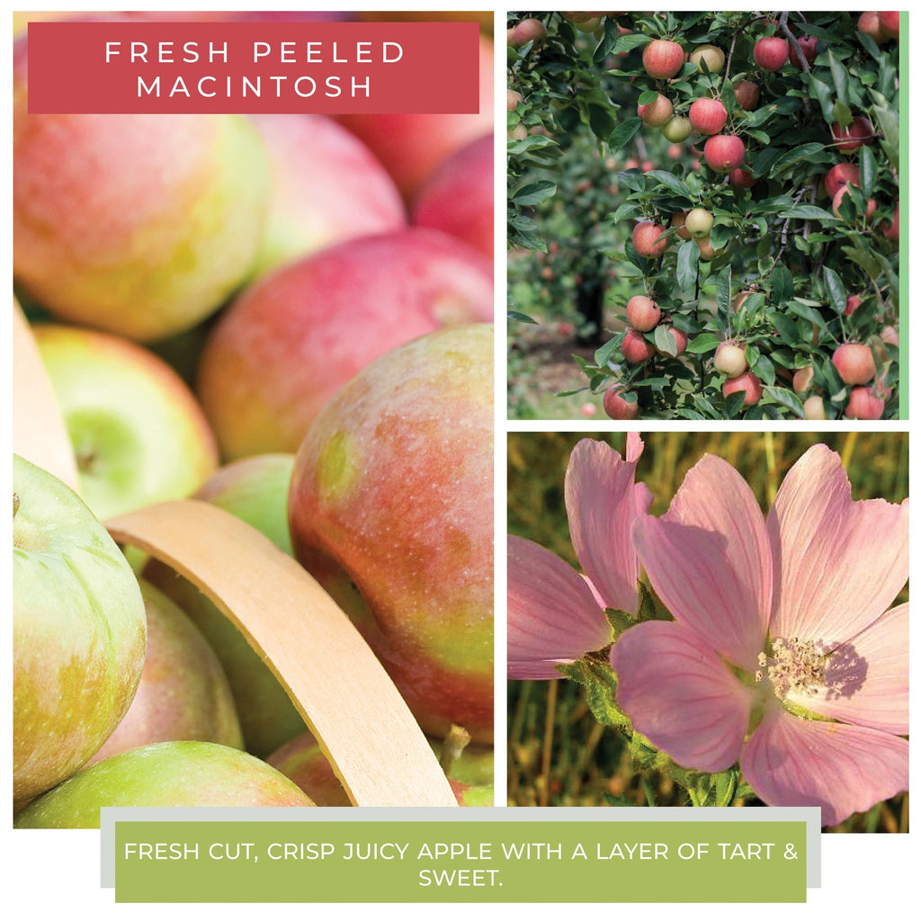 Fresh Peeled Macintosh - 34 oz Papa Candle - 260 Broadway Boutique