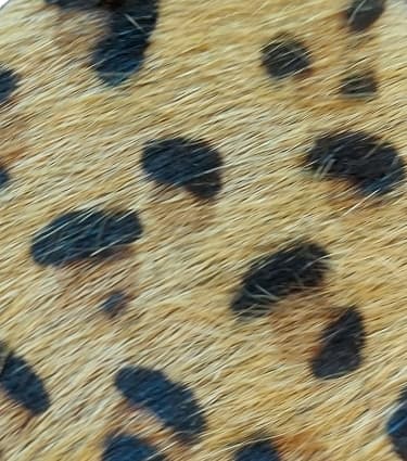 Hairon Round Leopard Print Earrings - 260 Broadway Boutique